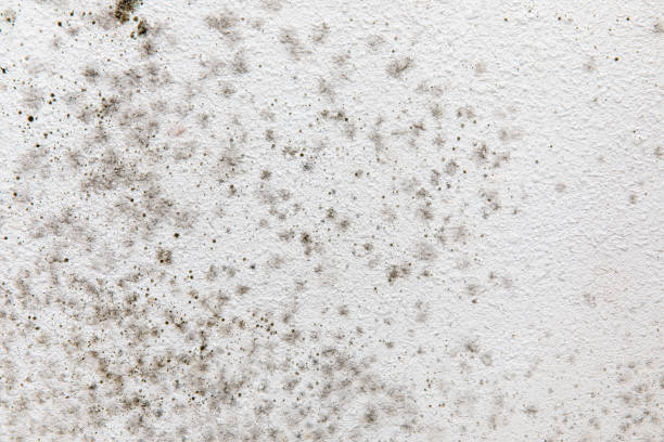Mold Documentation for Insurance Claims in Aberdeen, OH